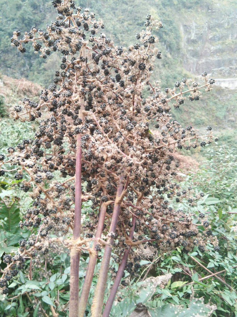 通草种子干货基地直发对接全国提供技术指导