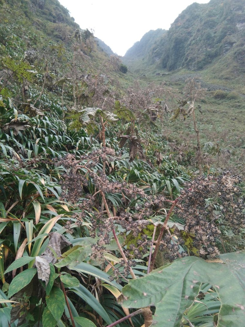通草种子干货基地直发对接全国提供技术指导