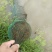 种虾～自己繁殖虾苗成活率高.不在需要买昂贵的虾苗.