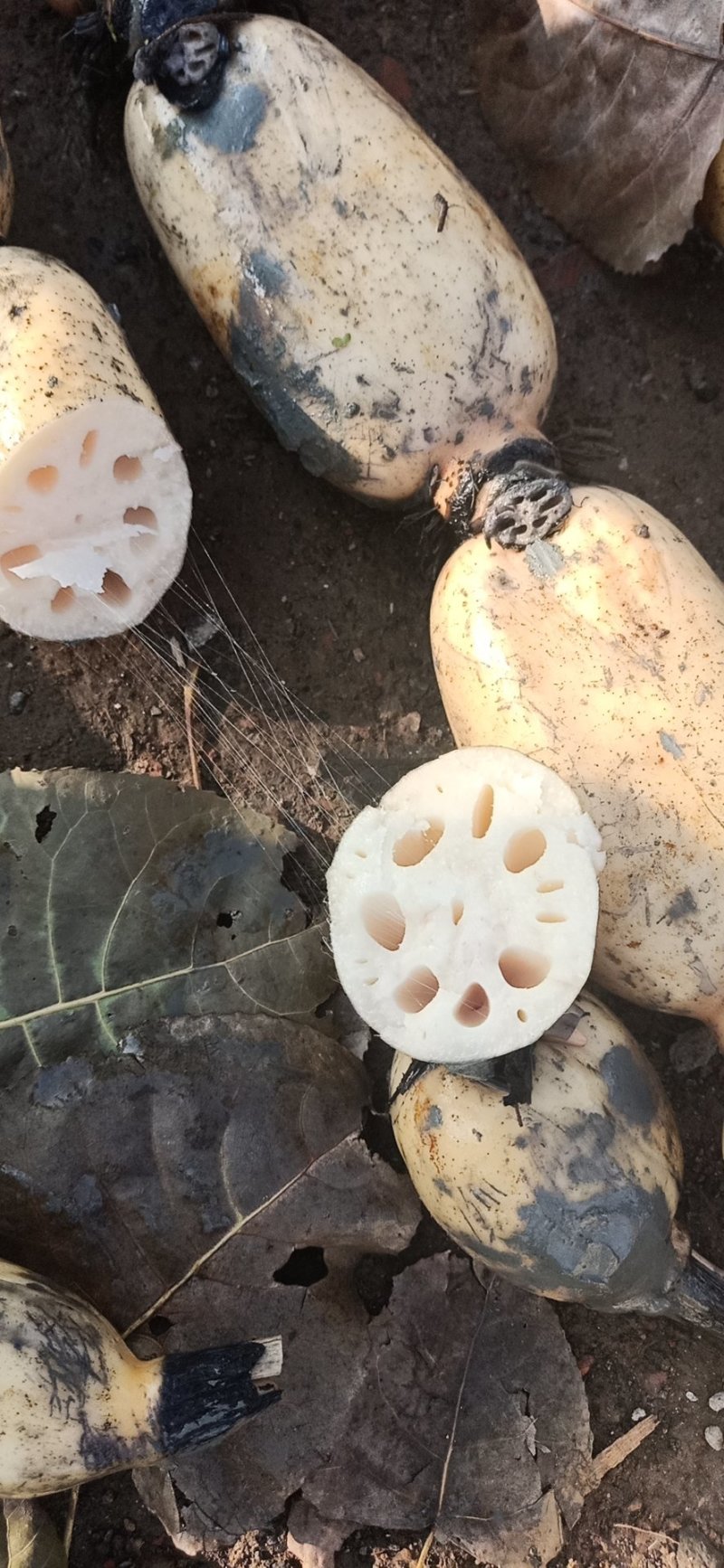 莲藕3735基地合作社，质量保证，长期供货，欢迎来选购
