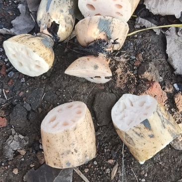 莲藕3735基地合作社，质量保证，长期供货，欢迎来选购