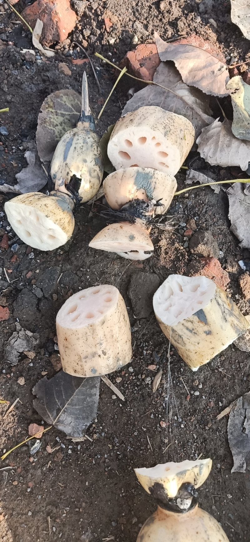 莲藕3735基地合作社，质量保证，长期供货，欢迎来选购