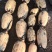 莲藕3735基地合作社，质量保证，长期供货，欢迎来选购