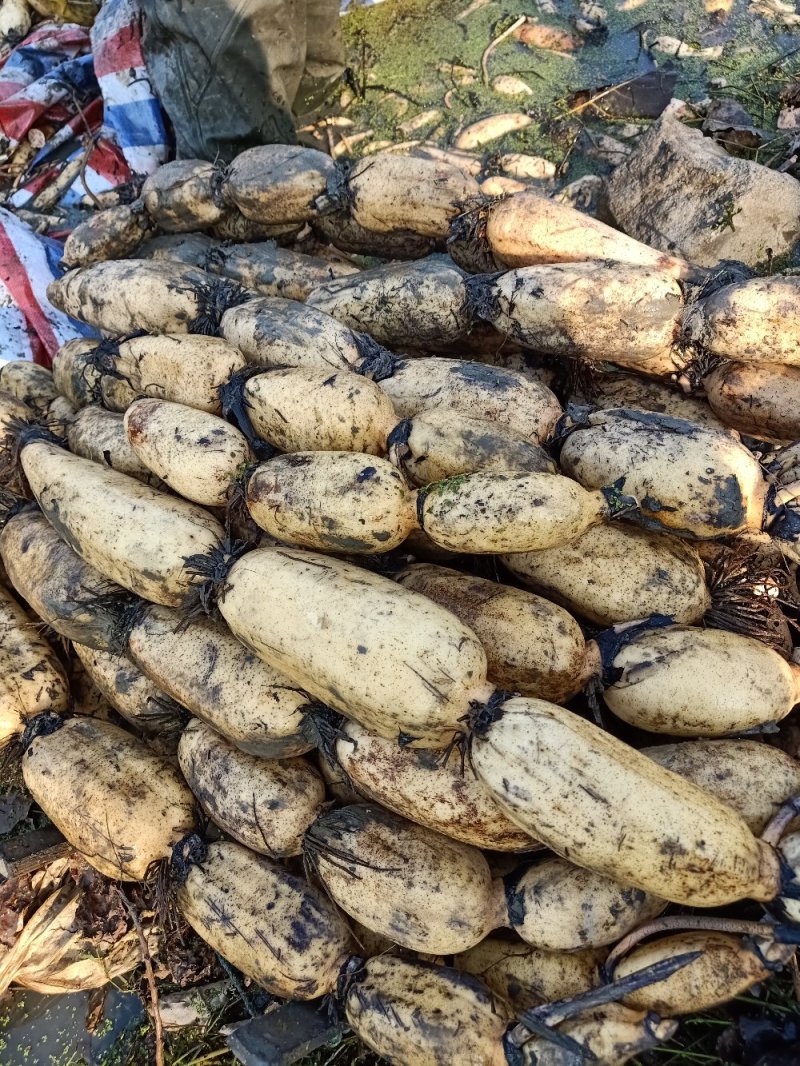 莲藕3735基地合作社，质量保证，长期供货，欢迎来选购