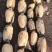 莲藕3735基地合作社，质量保证，长期供货，欢迎来选购