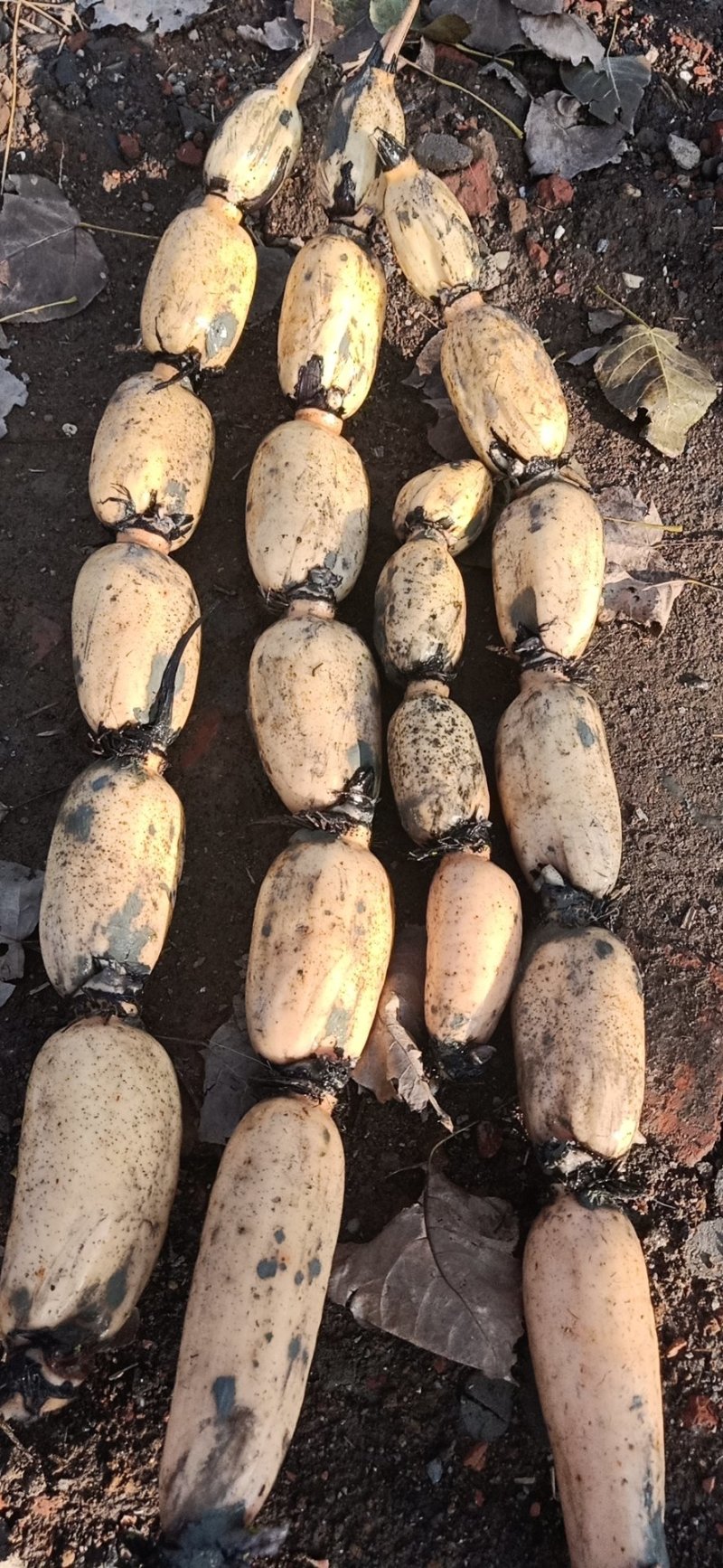 莲藕3735基地合作社，质量保证，长期供货，欢迎来选购
