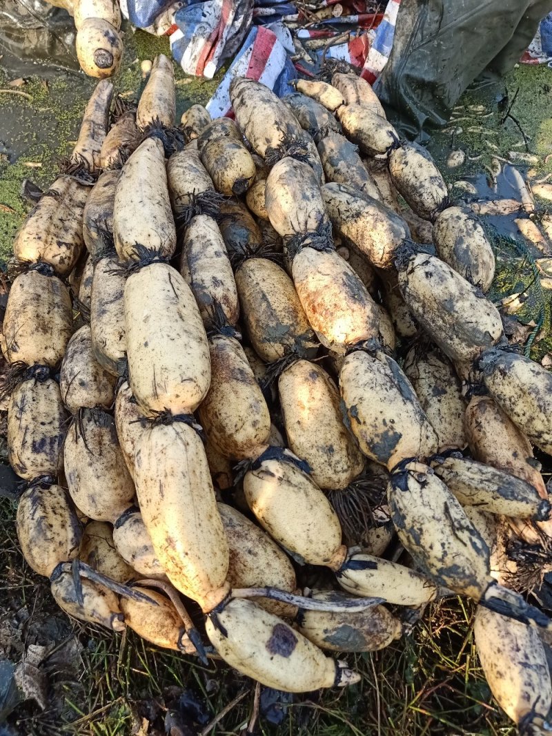 莲藕3735基地合作社，质量保证，长期供货，欢迎来选购