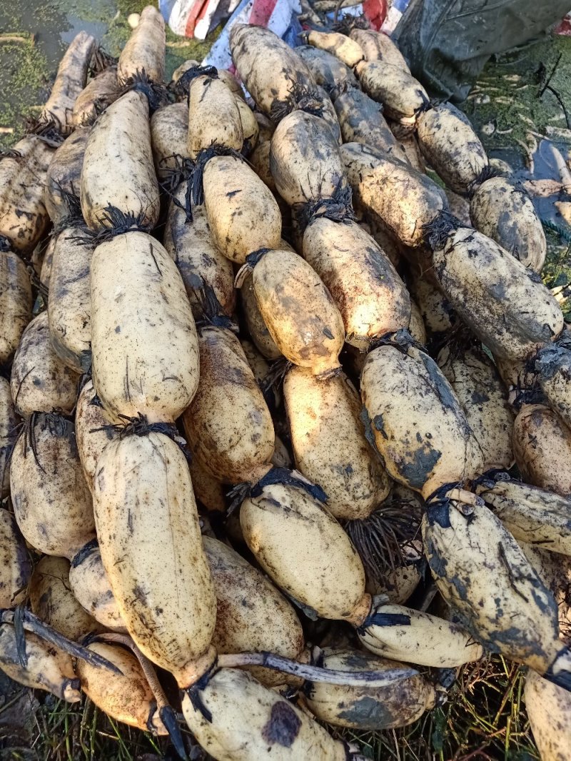 莲藕3735基地合作社，质量保证，长期供货，欢迎来选购
