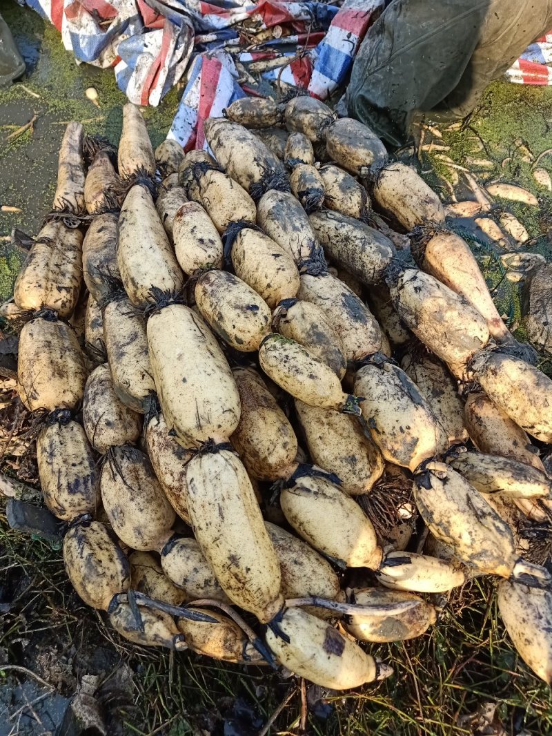 莲藕3735基地合作社，质量保证，长期供货，欢迎来选购