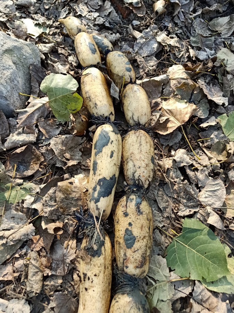 莲藕3735基地合作社，质量保证，长期供货，欢迎来选购