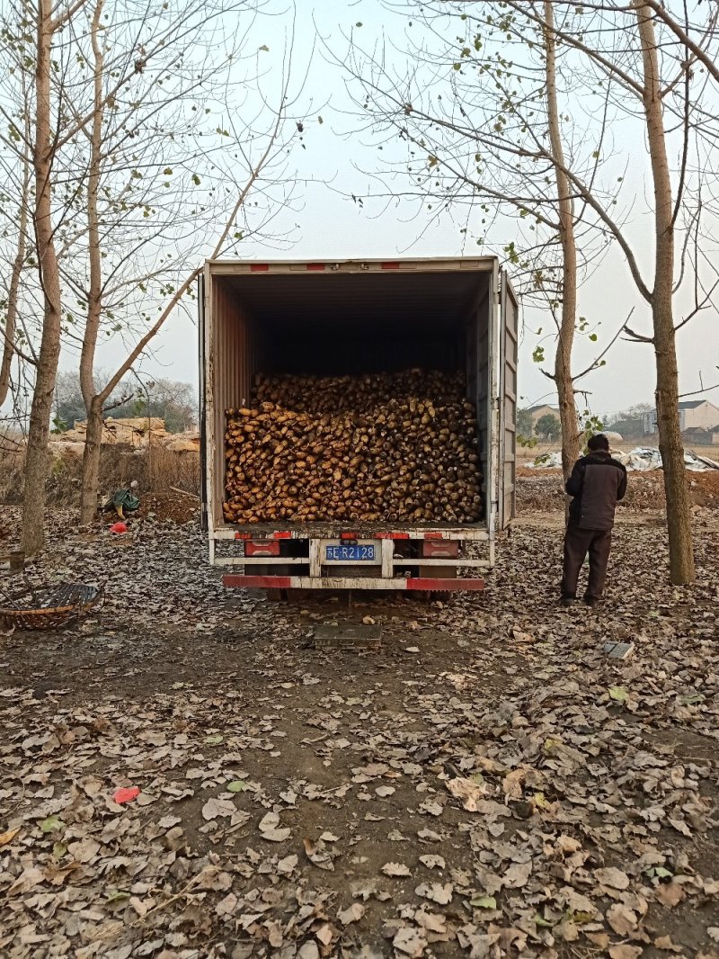 莲藕3735基地合作社，质量保证，长期供货，欢迎来选购