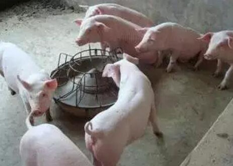 二元母猪，两头起全国包邮