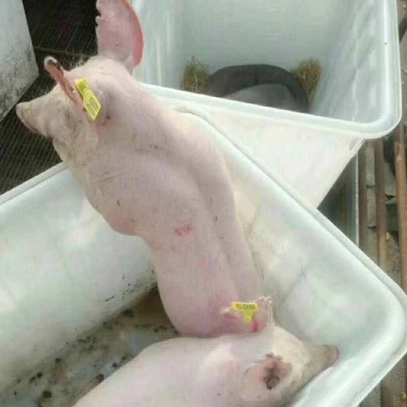 二元母猪，两头起全国包邮