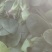千亩菠菜、趴地菠菜、对接商超、批发商、加工厂
