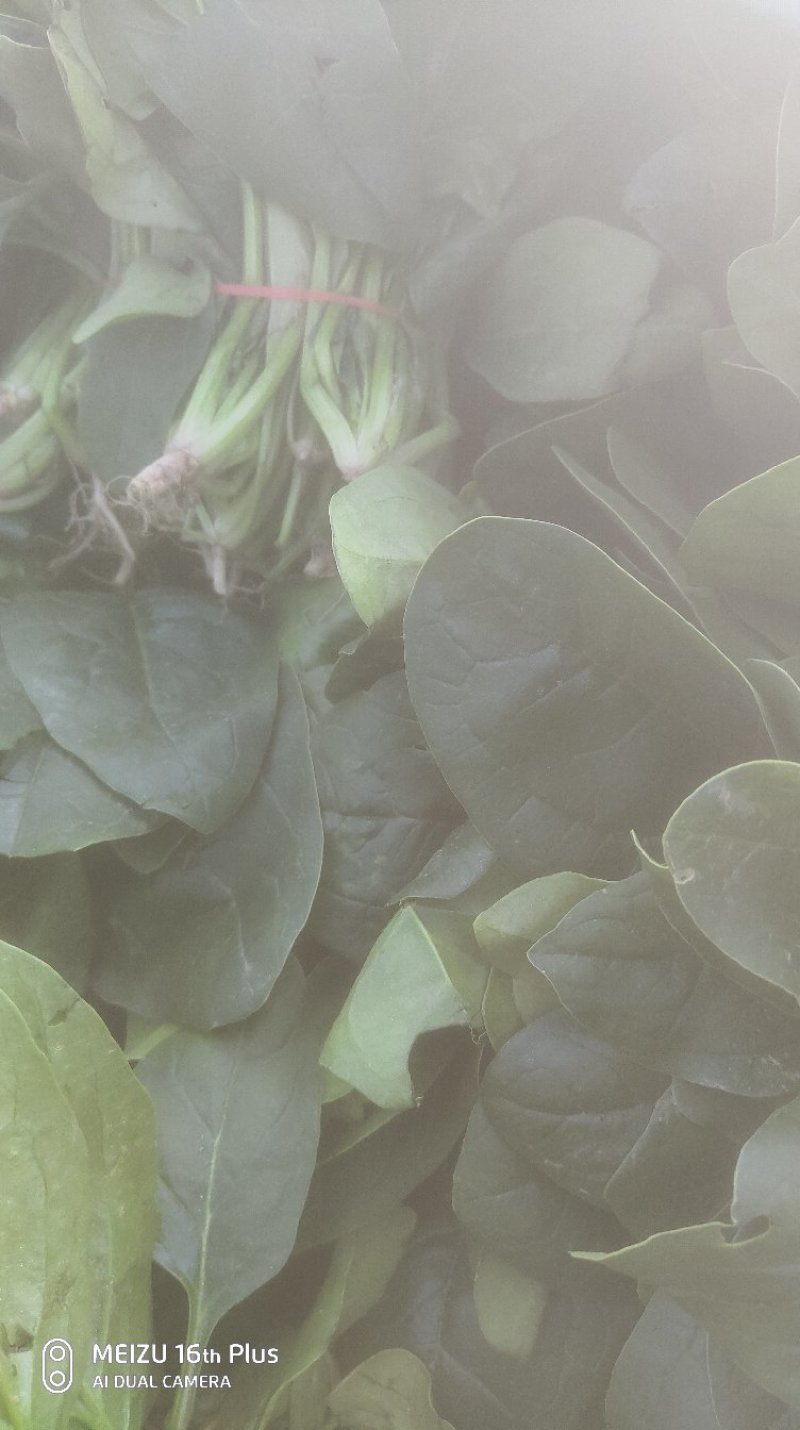 千亩菠菜、趴地菠菜、对接商超、批发商、加工厂