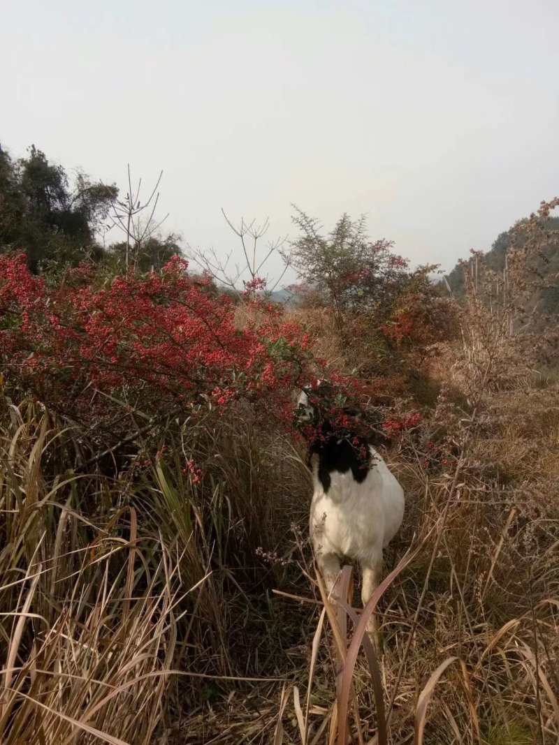湖北十堰武当山附近纯放养山羊