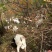 湖北十堰武当山附近纯放养山羊