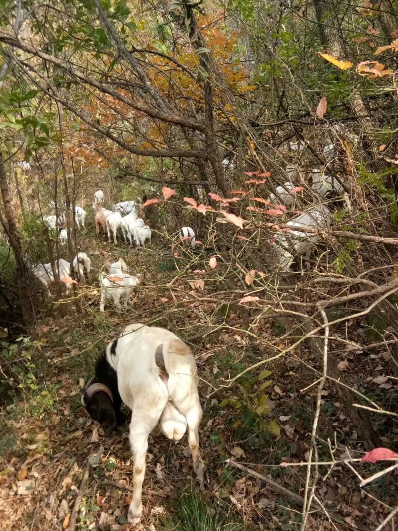 湖北十堰武当山附近纯放养山羊