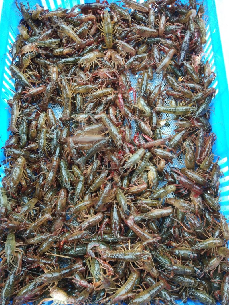 广西淡水虾苗、活跃度好.成活率高.易养殖.繁殖快.