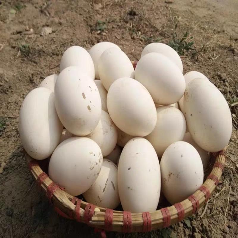 种鹅蛋，140~150克重量，箱装，孵化，食用，欢迎电话咨询