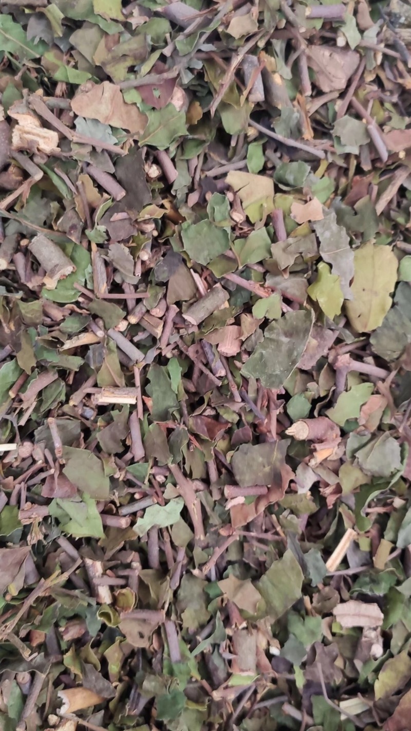 桑寄生【包邮】三斤起发货可批量可零售量大从优