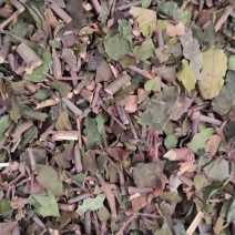 桑寄生【包邮】三斤起发货可批量可零售量大从优