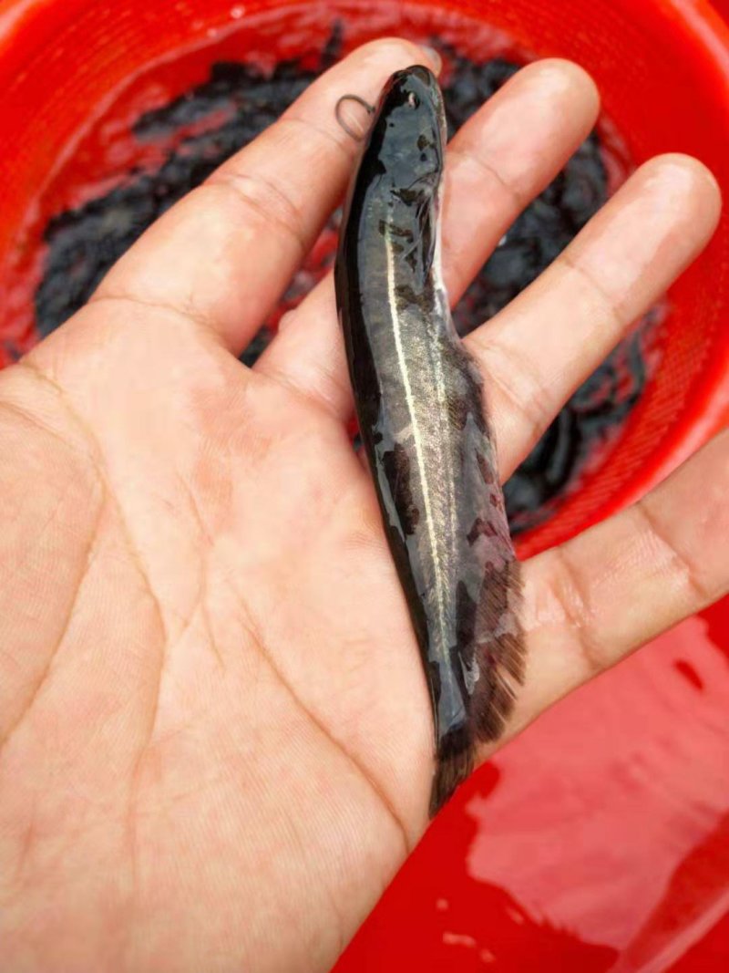 【鲶苗】大口鲶苗，物美价廉，长势快，无病毒，肉质好