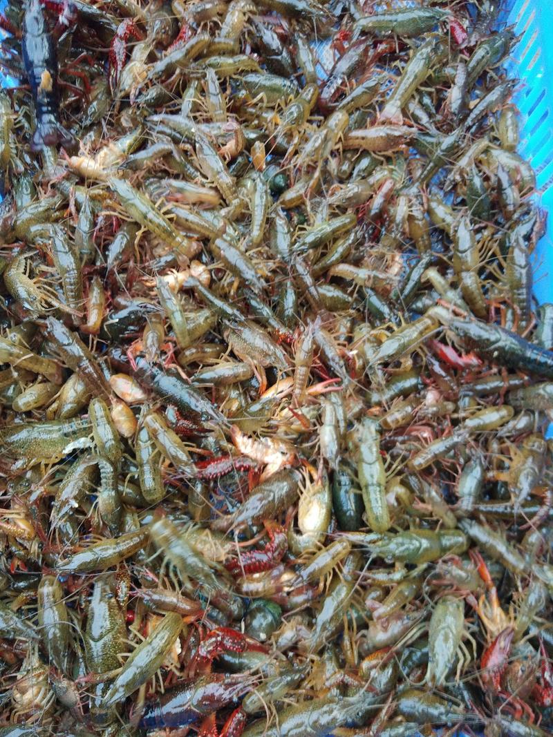 广西桂林湖虾～深水养殖活力好