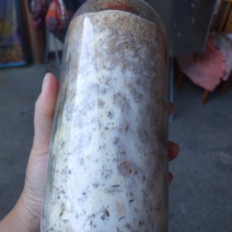 灵芝原种，野生紫灵芝一代原种