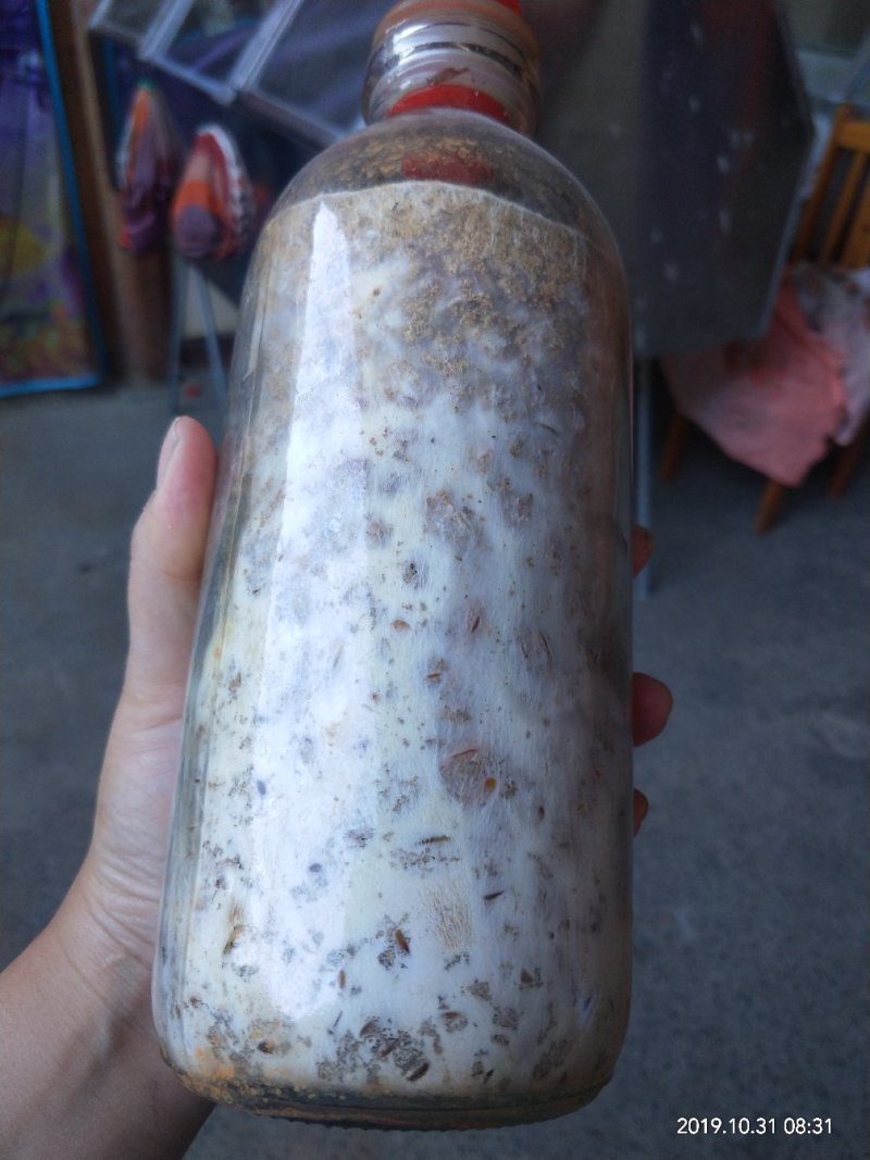 灵芝原种，野生紫灵芝一代原种