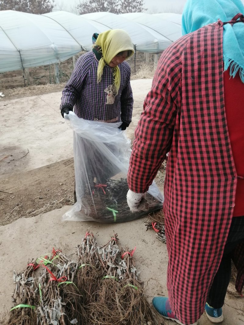 河北昌黎户太八号葡萄苗质优价廉，基地发货免费技术指导