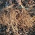 河北昌黎户太八号葡萄苗质优价廉，基地发货免费技术指导
