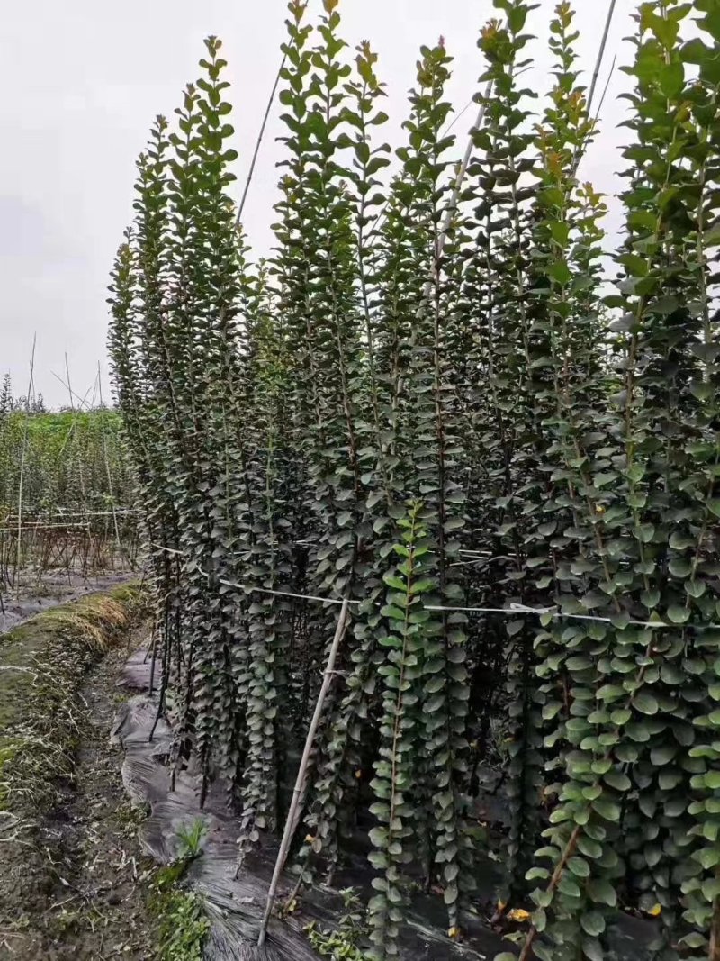 紫薇条子，编织条子出售，～低价处理～四川紫薇基地