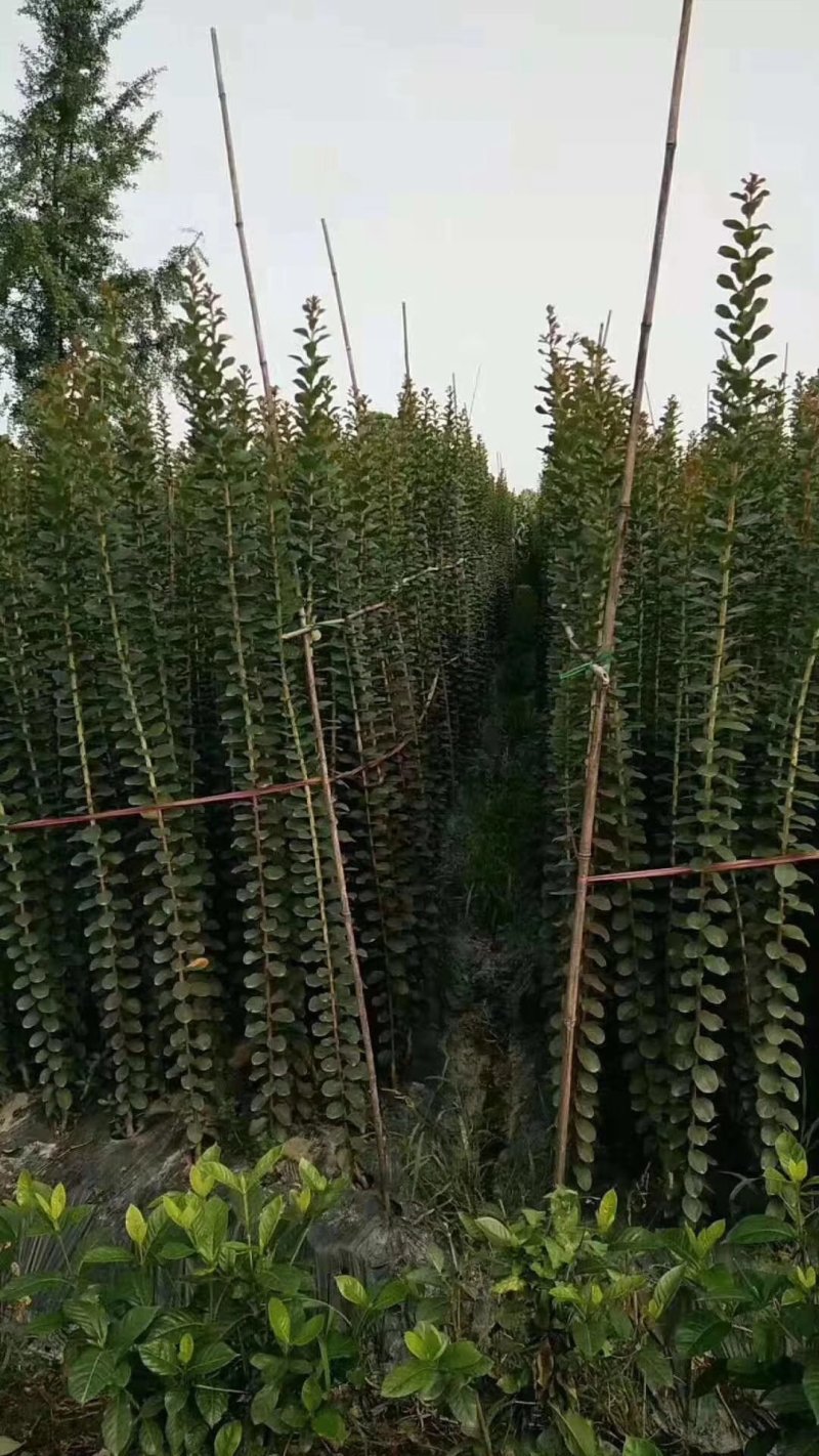 紫薇条子，编织条子出售，～低价处理～四川紫薇基地