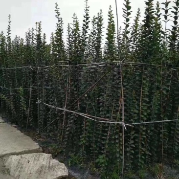 紫薇条子，编织条子出售，～低价处理～四川紫薇基地