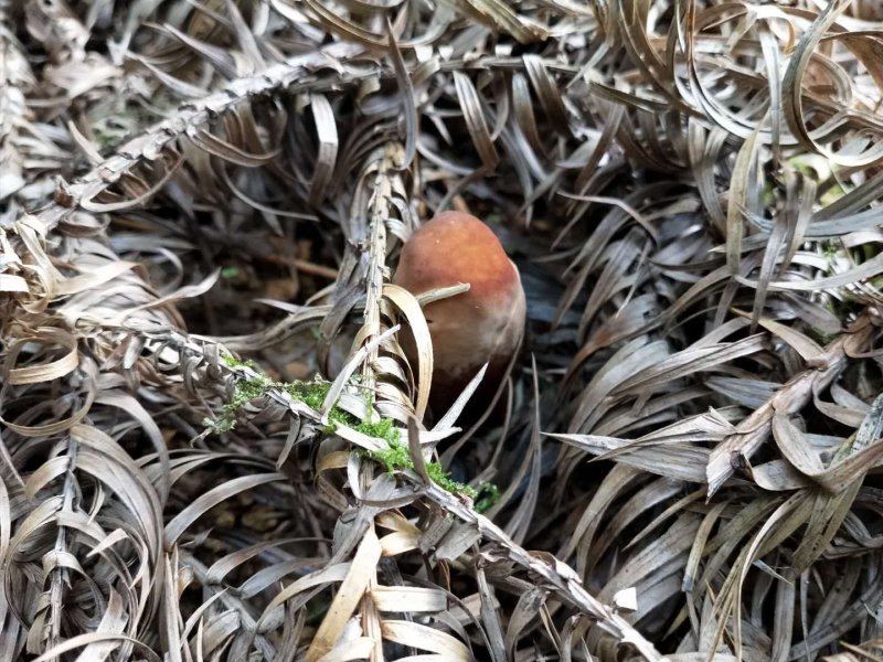灵芝原种，野生紫灵芝一代原种