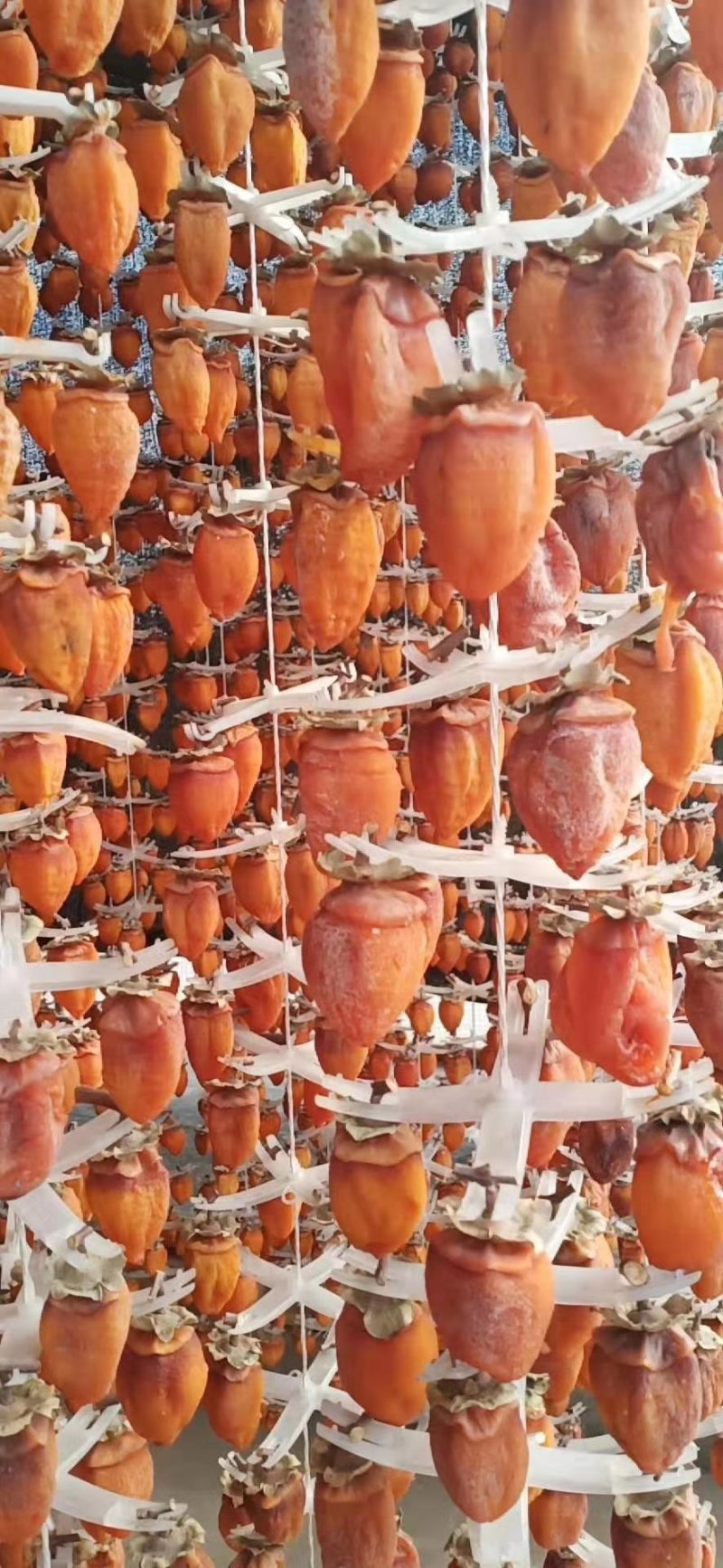 柿饼