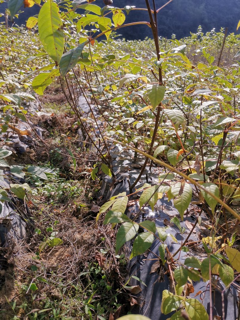 江西中花吴茱萸苗大量出售（包技术指导，回收）