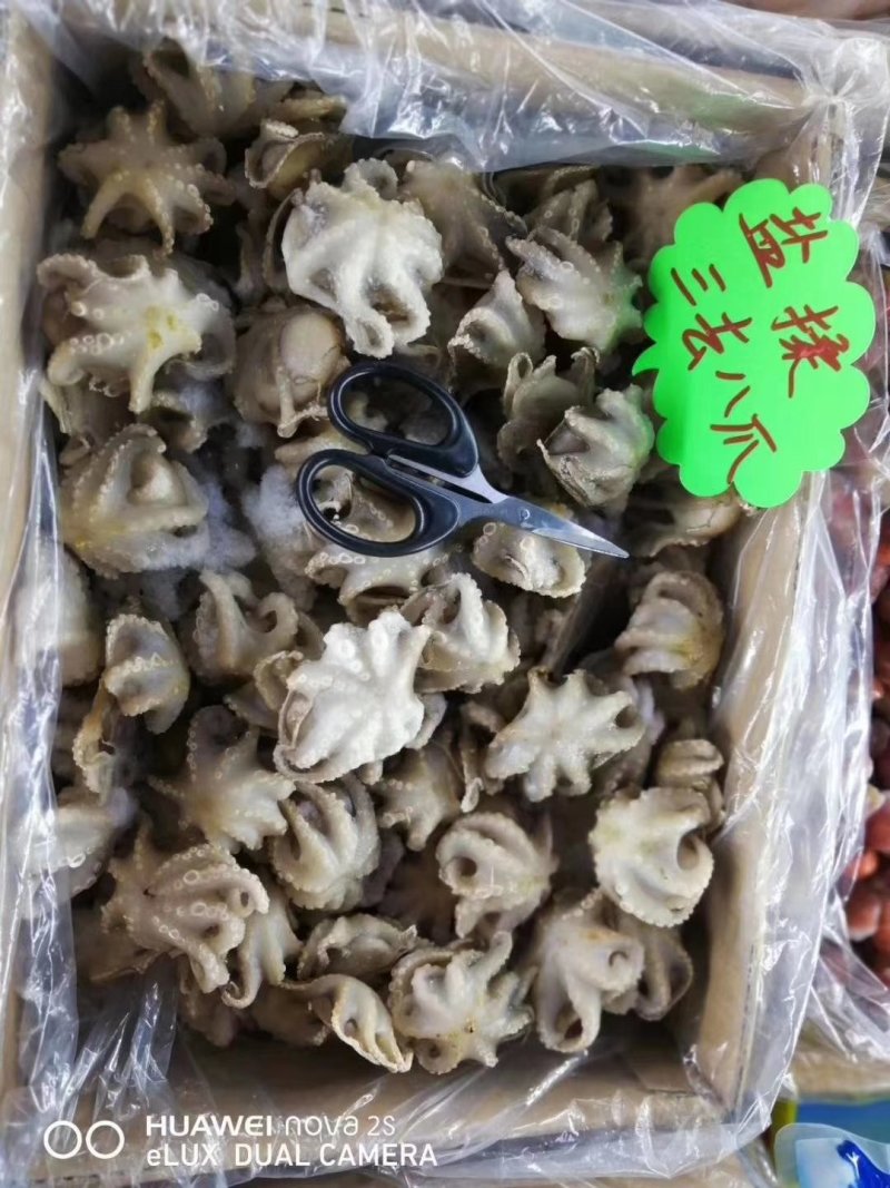 原汁八爪鱼，一箱两板，保质保量，全国各地发货