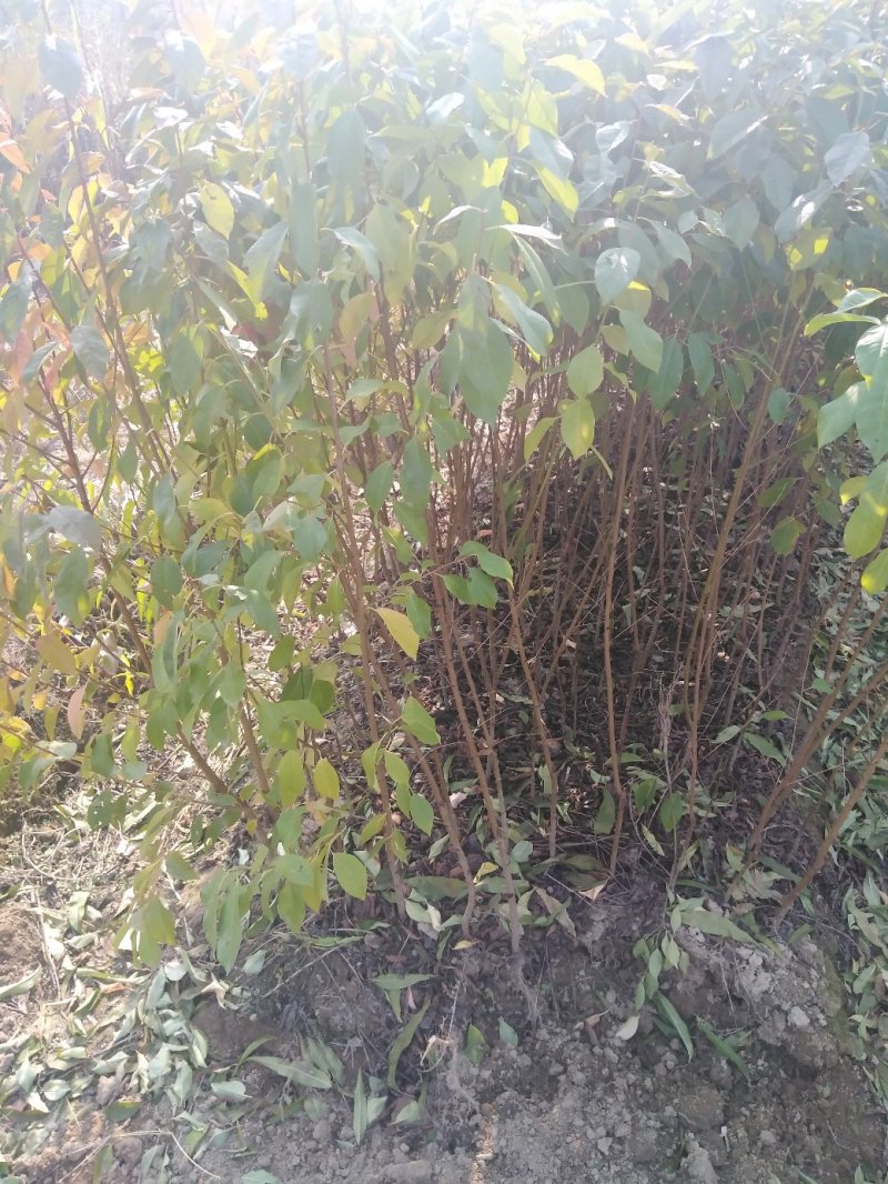 台湾布花耐李子苗，五十公分高起。单果重一百克。