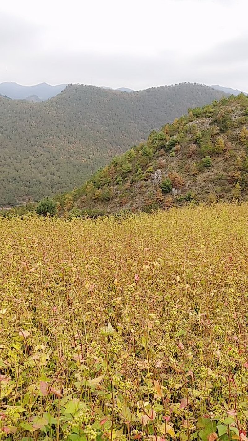 贵州毕节威宁山地种植苦荞面粉