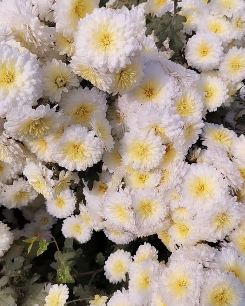 【河南焦作正宗怀菊花】礼盒包装