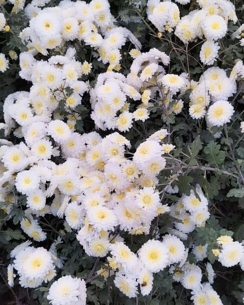【河南焦作正宗怀菊花】礼盒包装