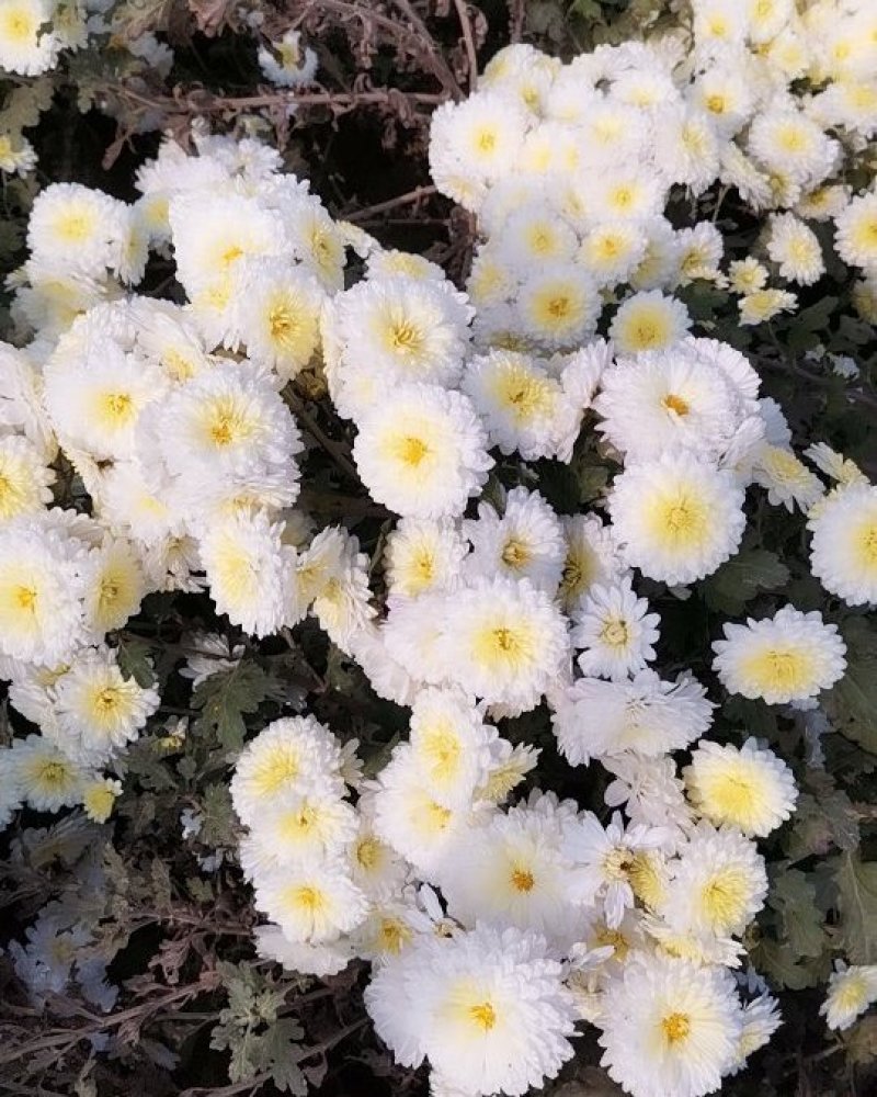 【河南焦作正宗怀菊花】礼盒包装