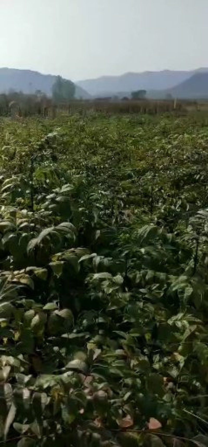 中花吴茱萸苗存活率高