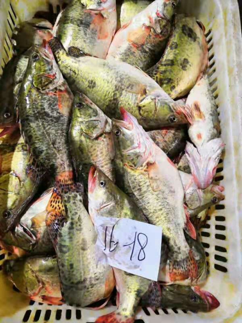 桂鱼