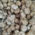 春节可发货-古田猴头菇干货-各种规格大量现货