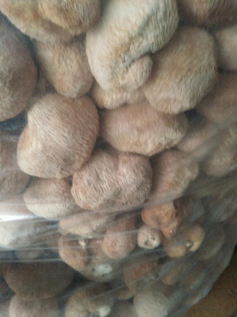 春节可发货-古田猴头菇干货-各种规格大量现货