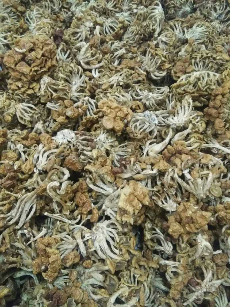 福建优质滑子菇干货-长期供货量大从优欢迎老板选购