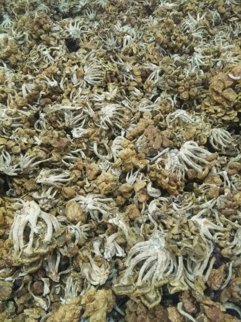 福建优质滑子菇干货-长期供货量大从优欢迎老板选购